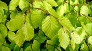 beech_leaves_in_the_sun_2