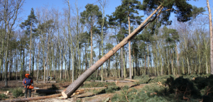 Medium Tree Felling